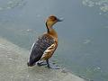 2004-0603duck